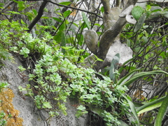 Sedum palmeri