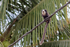 Callithrix geoffroyi