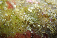 Eupantopodida