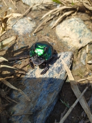 Oxysternon conspicillatum