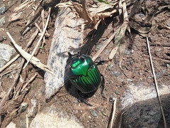 Oxysternon conspicillatum