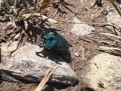 Oxysternon conspicillatum