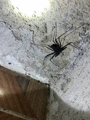 Phrynus operculatus