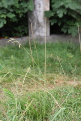 Beckmannia eruciformis