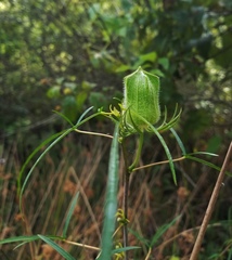 Hibiscus dasycalyx