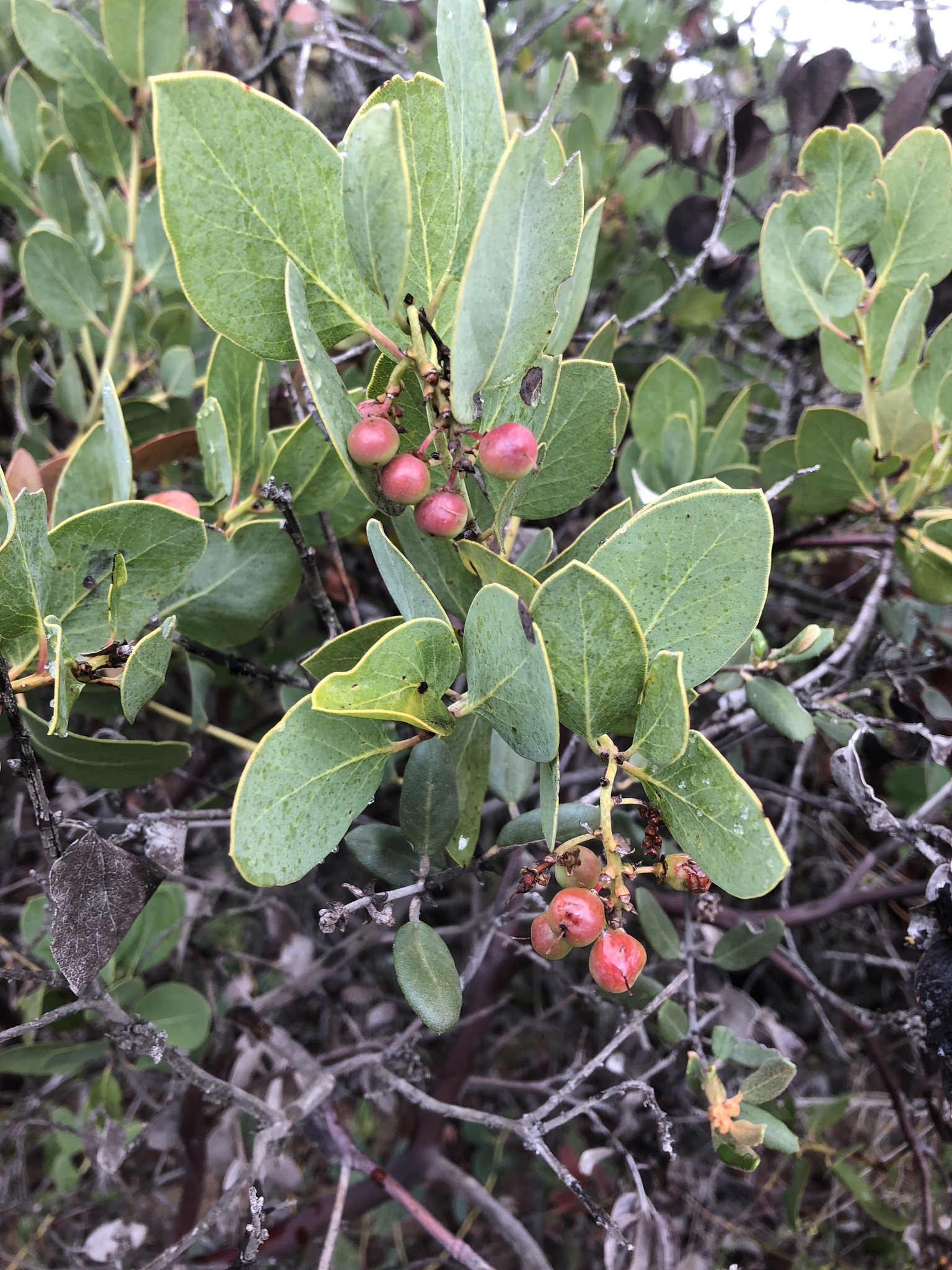 Arctostaphylos rainbowensis