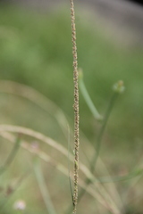 Beckmannia eruciformis
