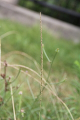 Beckmannia eruciformis