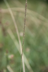 Beckmannia eruciformis