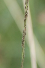 Beckmannia eruciformis