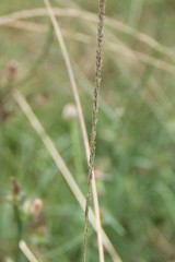 Beckmannia eruciformis