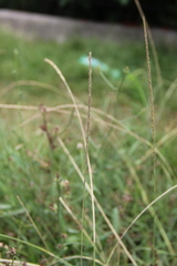 Beckmannia eruciformis