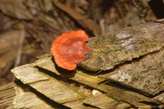 Trametes sanguinea