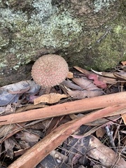 Boletellus deceptivus