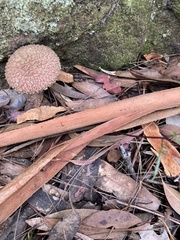 Boletellus deceptivus