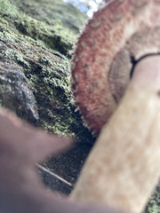 Boletellus deceptivus