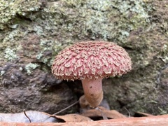 Boletellus deceptivus