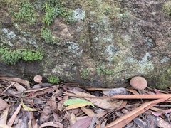 Boletellus deceptivus