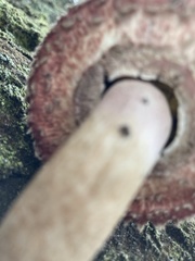 Boletellus deceptivus