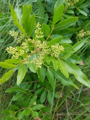 Anacardiaceae