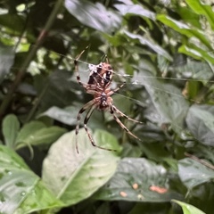 Neoscona theisi