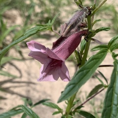 Sesamum triphyllum