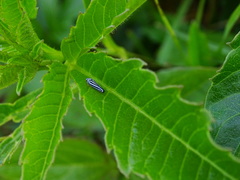 Graphocephala flavovittata