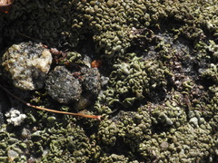 Dermatocarpon intestiniforme