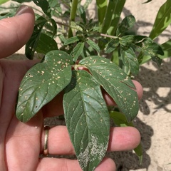 Sesamum triphyllum