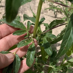Sesamum triphyllum