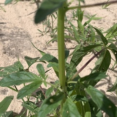Sesamum triphyllum