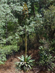 Agave atrovirens