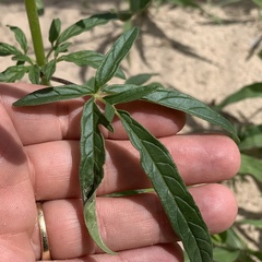 Sesamum triphyllum