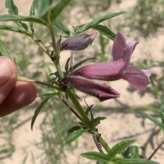 Sesamum triphyllum
