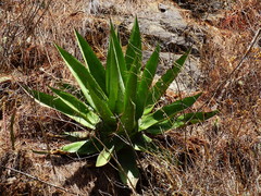 Agave atrovirens