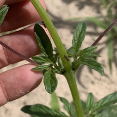 Sesamum triphyllum