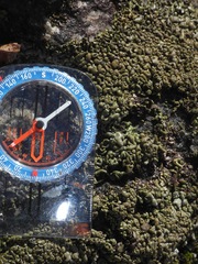 Dermatocarpon intestiniforme