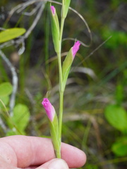 Gladiolus ochroleucus