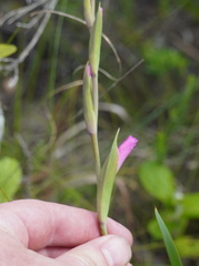 Gladiolus ochroleucus