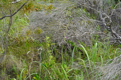 Gladiolus ochroleucus