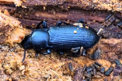Menephilus cylindricus