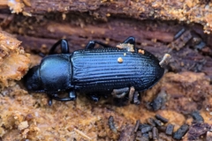Menephilus cylindricus