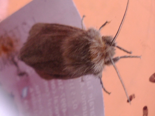 Paracles severa Berg, 1875