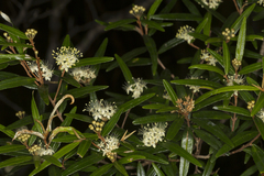 Phebalium sylvaticum