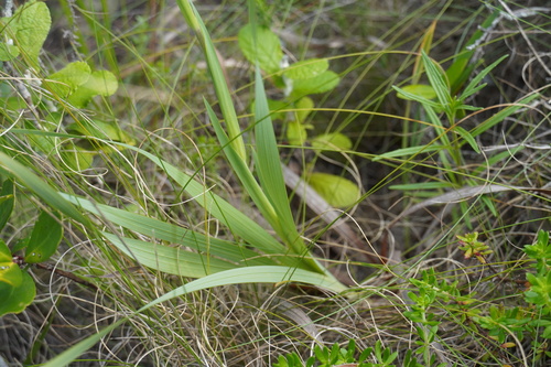 Image of Gladiolus ochroleucus by (c) Matthew Fainman, some rights reserved (CC BY)