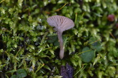 Spodocybe trulliformis