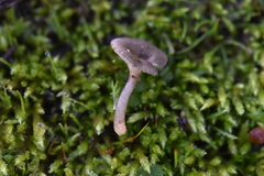 Spodocybe trulliformis