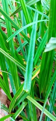 Carex pilosa