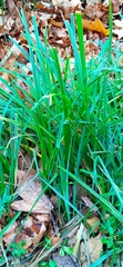 Carex pilosa