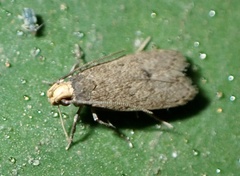 Lepidoptera